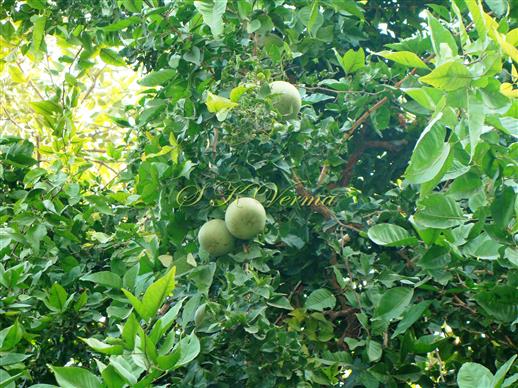  Branches with fruits